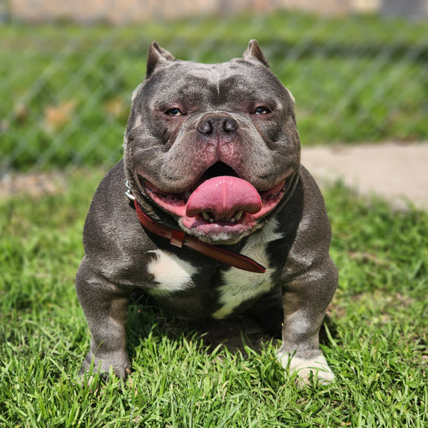 American Bully Studs | ARB Kennel