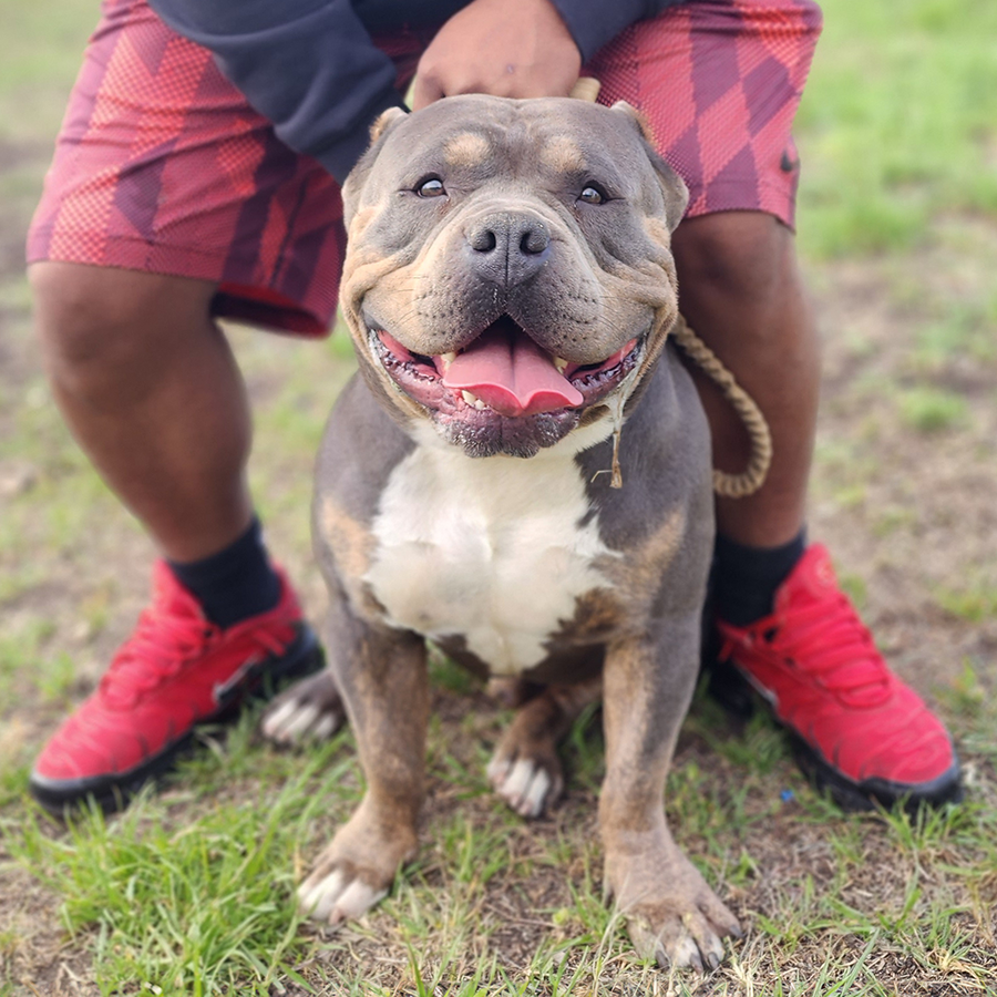 American Bully Studs | ARB Kennel