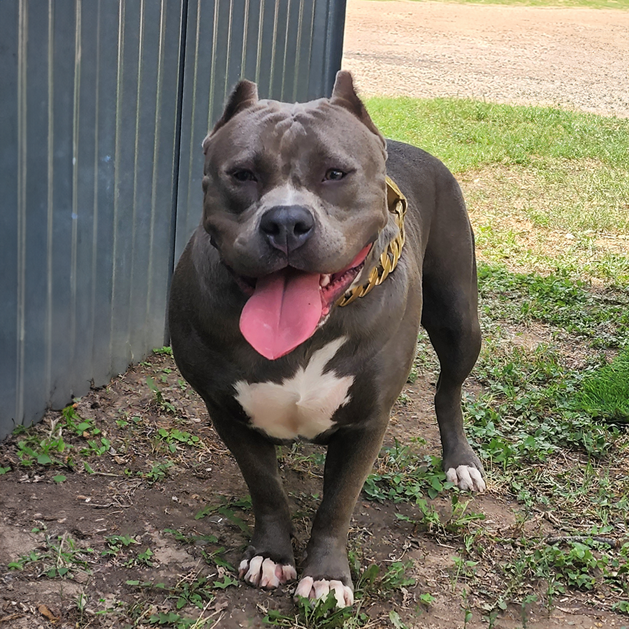 sukki suki blue xl american bully blue pitbull breeders in colorado